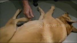Triggering your dogs S-spot