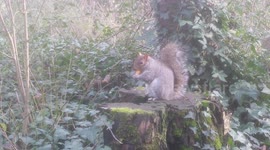 Cute squirrel munching on a Wotsit