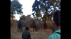 Bull elephants gang up on backpackers