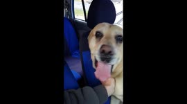 The amazing moment lost labrador was reunited with his owner