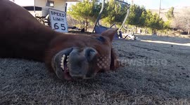 Tired horse 'smiles' when he finally gets to take a nap