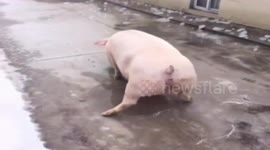 Pig tries to walk on an icy road and has a nightmare