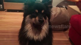 Incredibly disciplined dog won't eat biscuit balancing on his nose