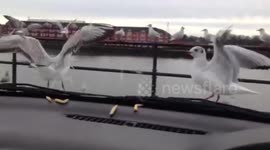 These people really know how to troll seagulls