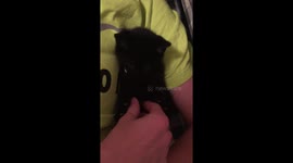 Super cute kitten copies boy's hand movements