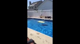 Dog jumps on bodyboard, stops it to retrieve ball!