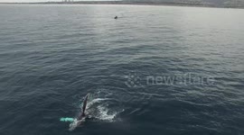 Humpback whale breaches the surface while drone flies overhead