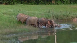 Two elephant families meet go to lake to bathe