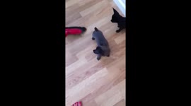The cutest ever chihuahua puppies chasing the broom and going crazy!