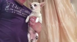 Coco the Chihuahua having a cooked birthday chicken, whole! One happy dog!