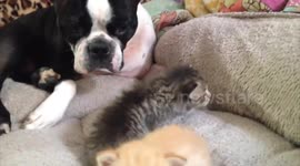 Boston terrier plays surrogate mum to tiny kittens (WITH NO SOUND)