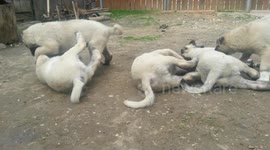 Kangal Puppies - Kangal Puppy Fight