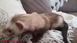 Ferrets Playing On A Sofa