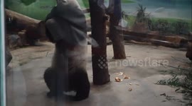 Giant panda plays 'energetically' at Taipei Zoo