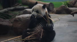 The pretty Giant Panda Yuan Zai
