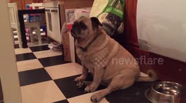 Blind pug gets a surprise kiss from kid