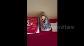 Tiny cat plays hide-and-seek with its owner