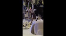 5 month old cat enjoys water
