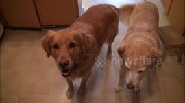 Dogs go crazy when asked if they want to go for a walk (ORIGINAL)