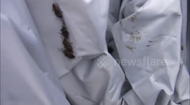 STINK BUG INFESTATION. Pacific Northwest scurge. Bug invasion.
