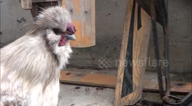 CLOSE-UP: A Rooster eats Stinkbugs.