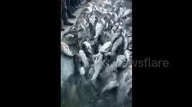 Shocking number of fish caught during winter fishing in China