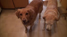Dogs go crazy when asked if they want to go for a walk