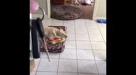 Dog gets excited whenever she hears car keys