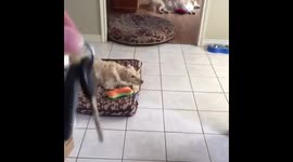 Dog gets excited whenever she hears car keys