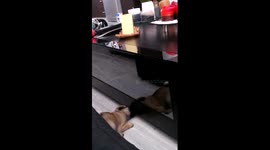 Adorable puppy is baffled by his own reflection