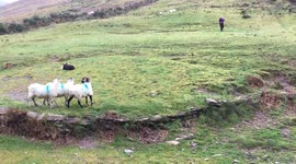 Sheep herding is actually really impressive