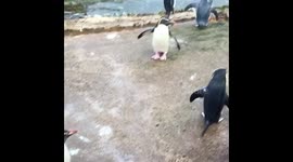 Penguin Belly Flops Into Pool at Zoo