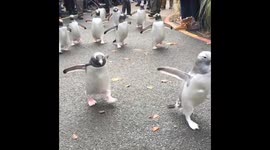Penguin March at Edinburgh Zoo
