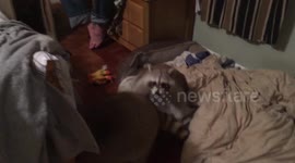 Just two raccoons wrestling