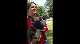 Funny French Bulldog screaming/ barking at the dog park