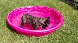 Funny French Bulldog playing in the kiddie pool