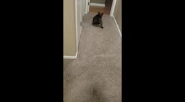 French Bulldog chasing the red dot