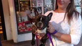 Funny french bulldog's hilarious bark