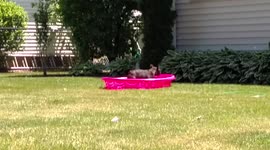 French Bulldog Pool Fail