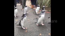 Penguins march and belly flop into water