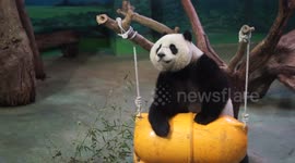 The playful Giant Panda Yuan-Zai @Taipei Zoo