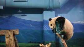 Remarkably energetic panda in Taiwan dubbed 'Kung-Fu Panda'