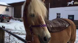 Funy horse