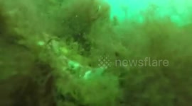 Man builds cage for GoPro and drops it to the bottom of the ocean