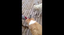 Bailey Playing with a Lobster