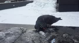 One-legged pigeon drinking melting ice in Canada