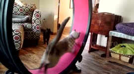 This cat isn't amazing at using his exercise wheel