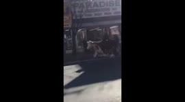 Runaway cow in New York after escaping slaughterhouse