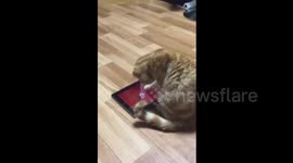 Cat catches fish on an iPad