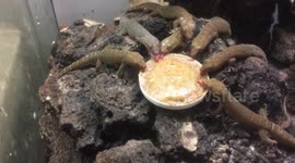 A group of little geckoes eating is remarkably cute